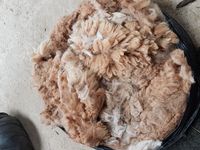 Alpaca Fleece