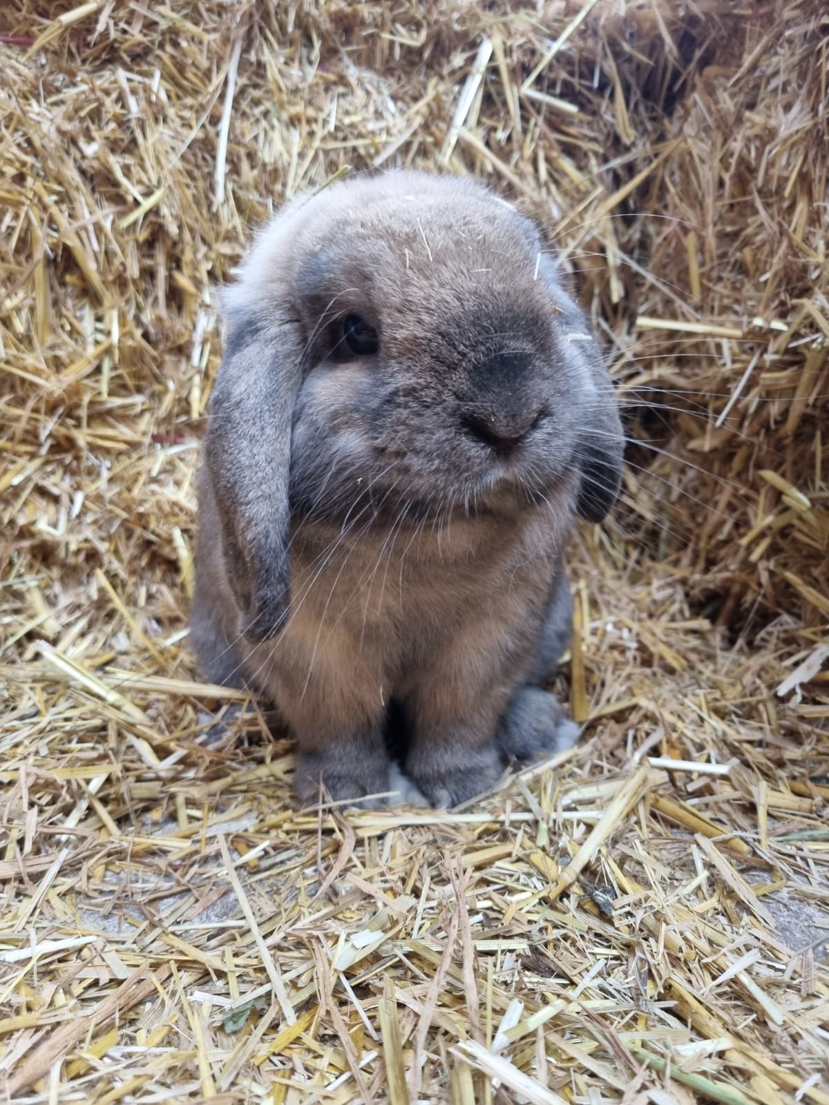 Sponsor Parsnip the Rabbit