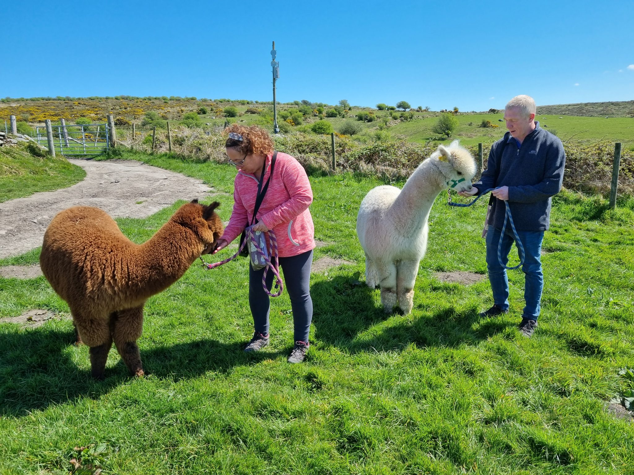 Alpaca Trekking Cornwall – Alpaca trekking experiences with the wide