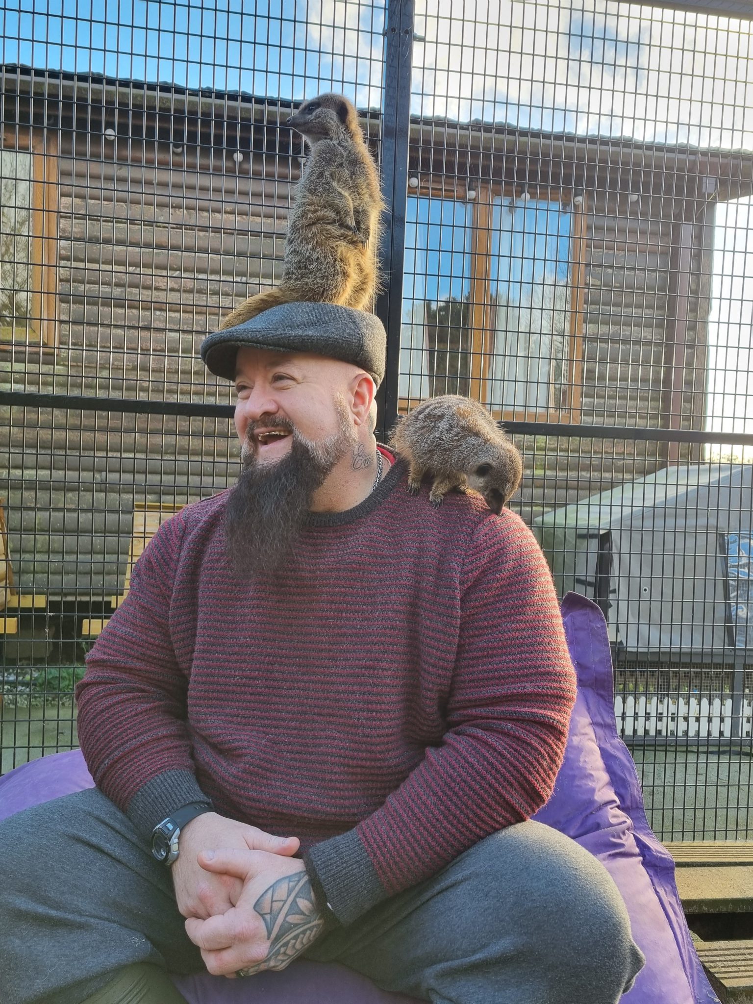 Alpaca Trekking Cornwall – Home of Paws & Purs Cat Cafe and farm ...