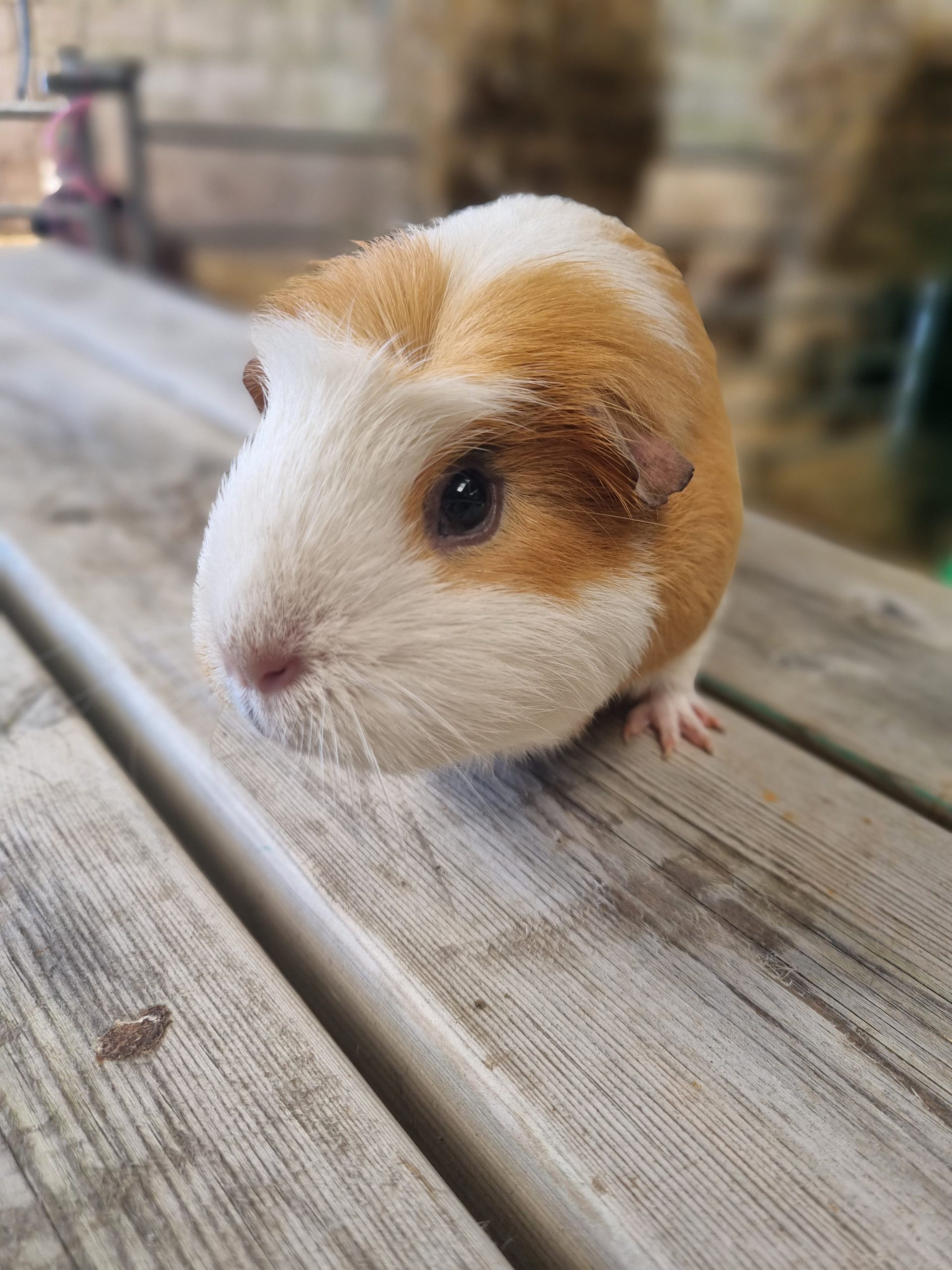 Sponsor Rain the Guinea Pig