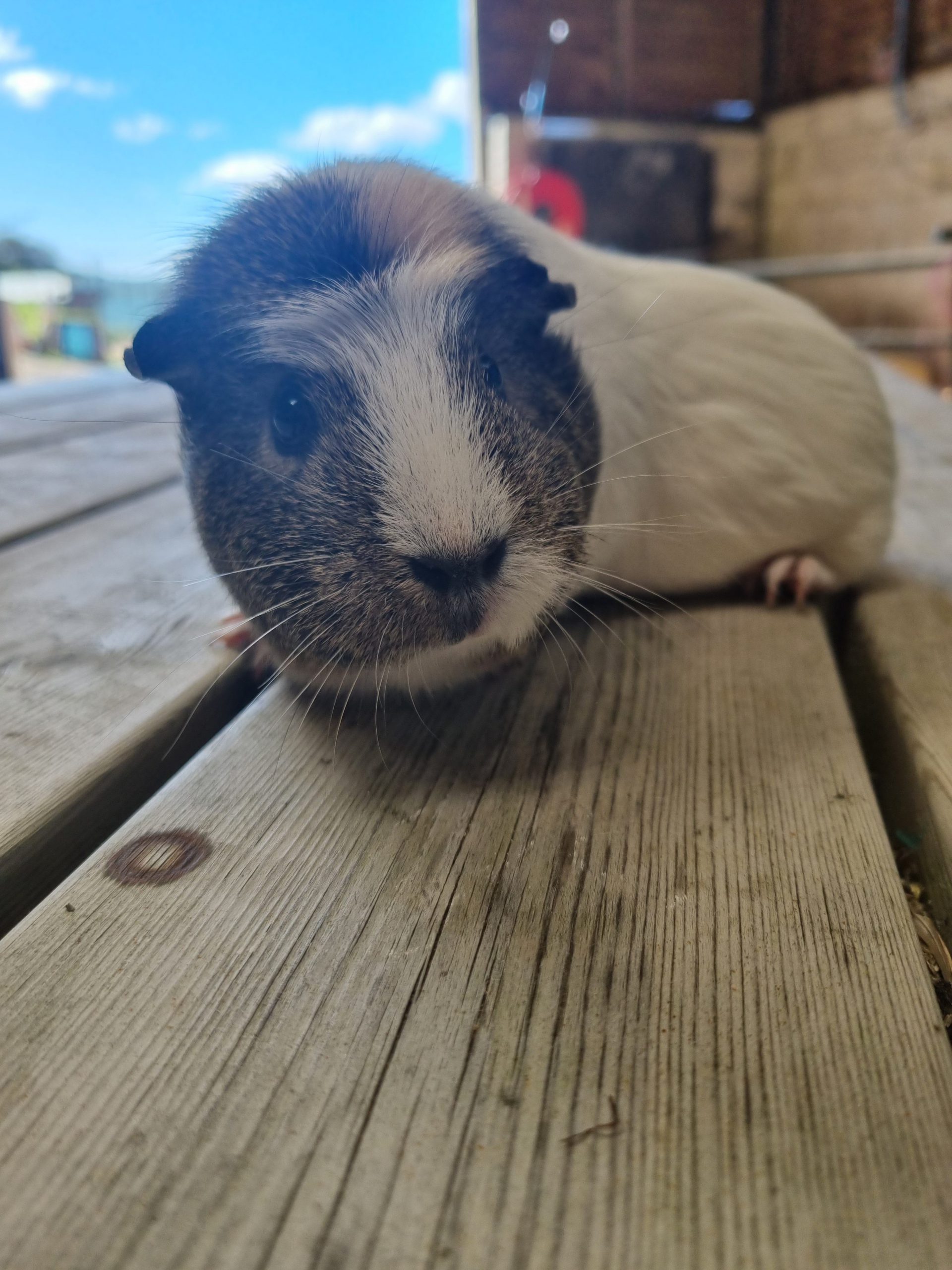 Sponsor Storm the Guinea Pig