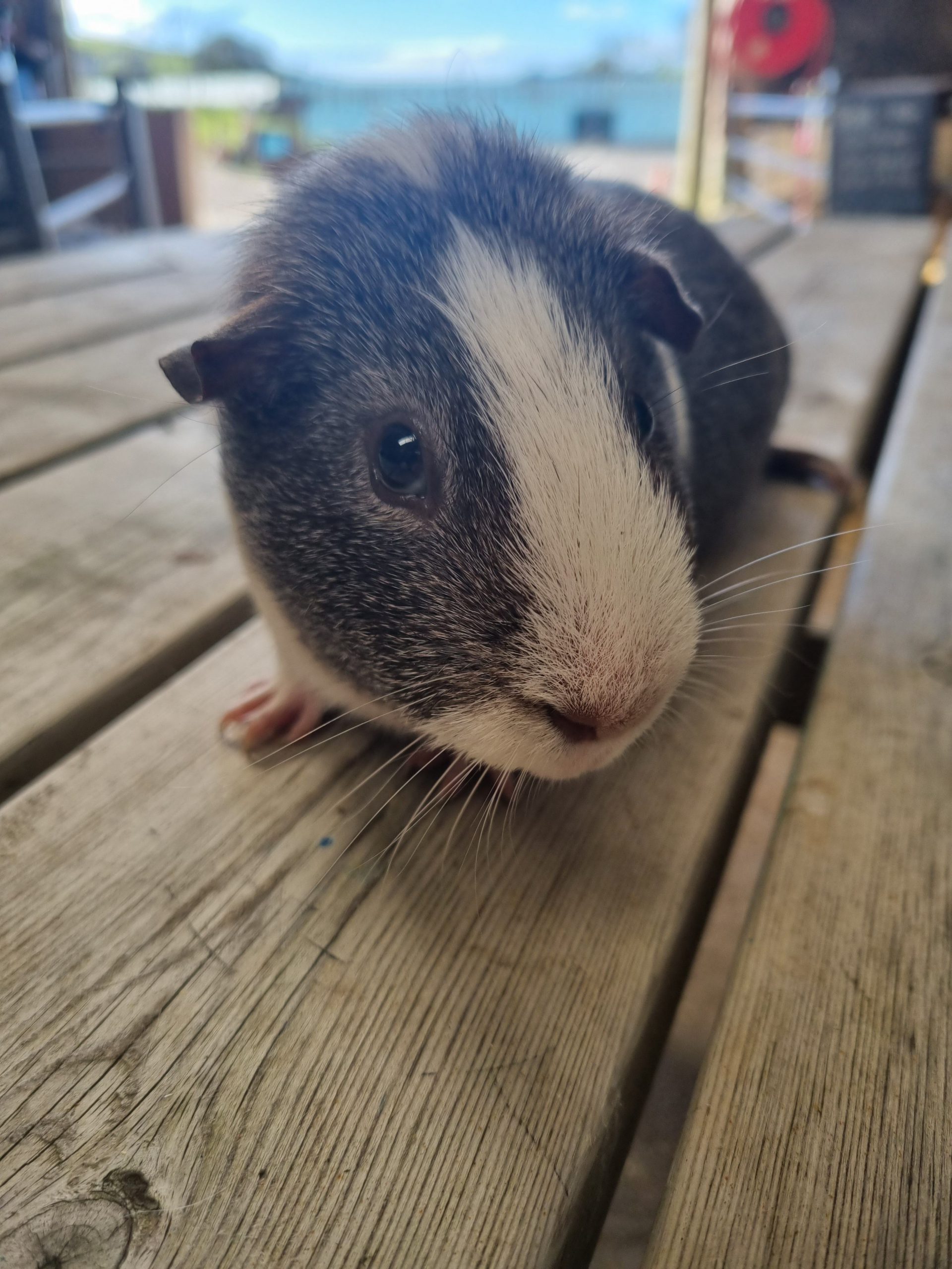 Sponsor Bow the Guinea Pig