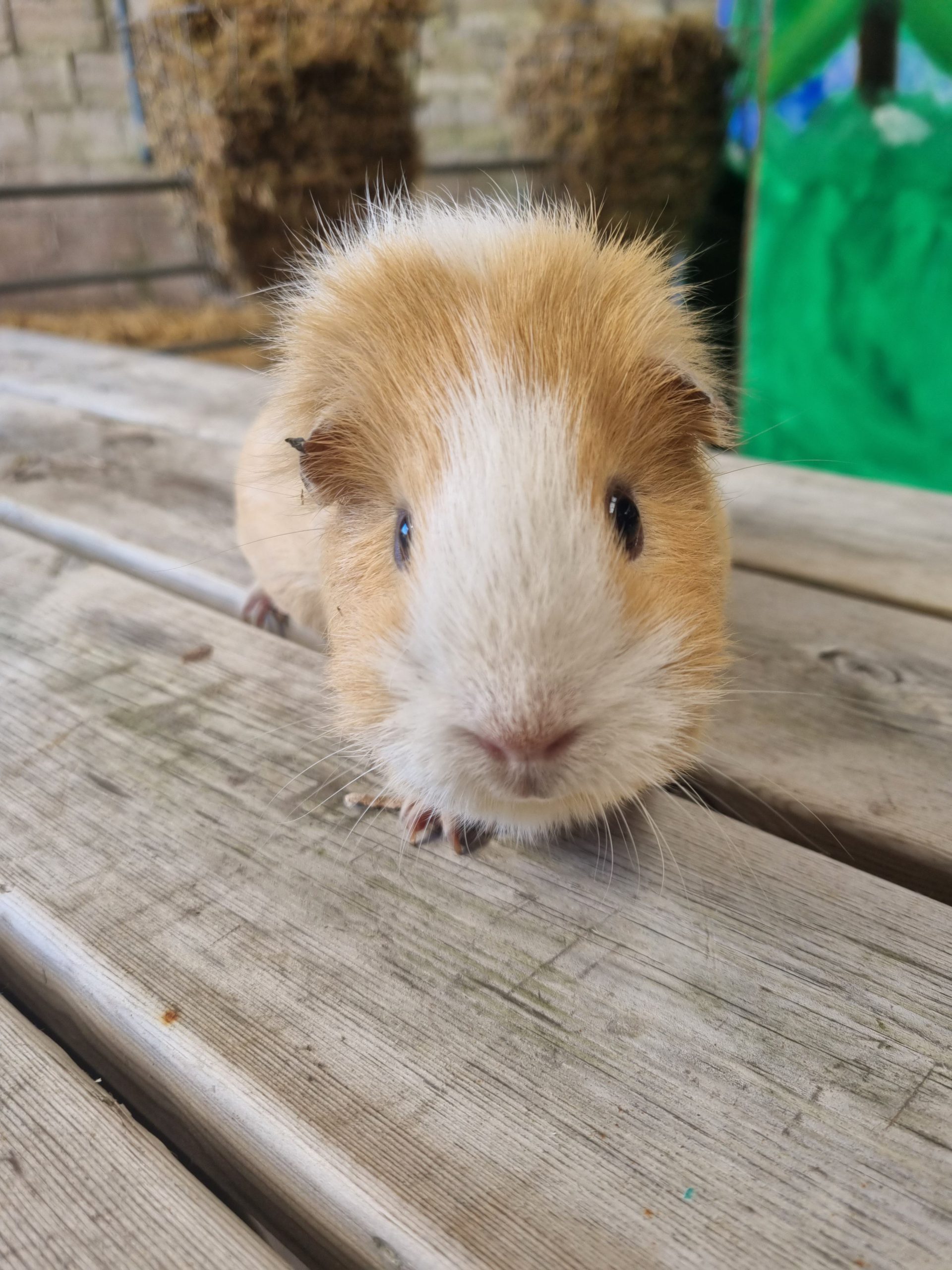 Sponsor Buttercup the Guinea Pig