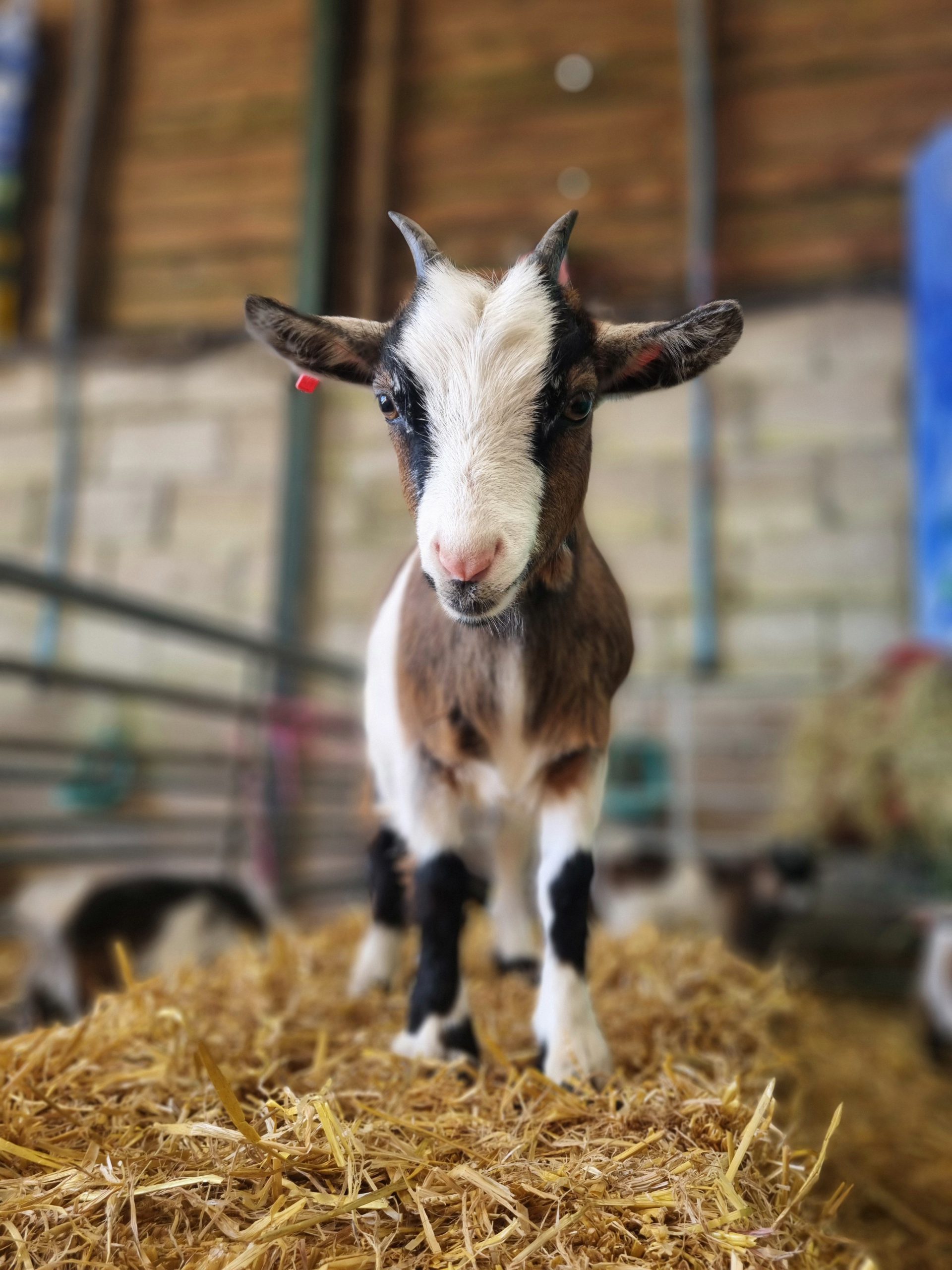 Sponsor Lavender the Pygmy Goat
