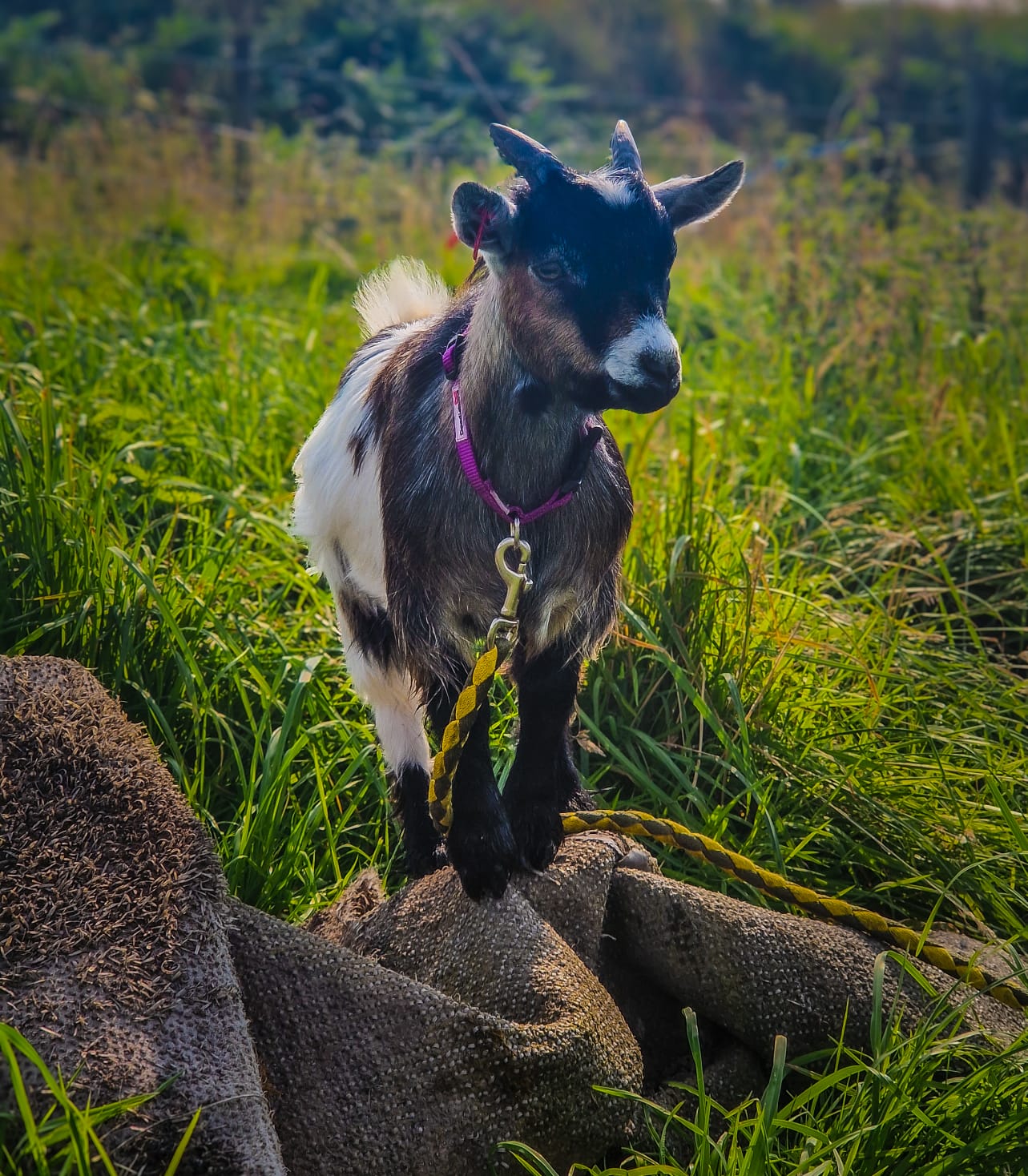 Sponsor Daffodil the Pygmy Goat