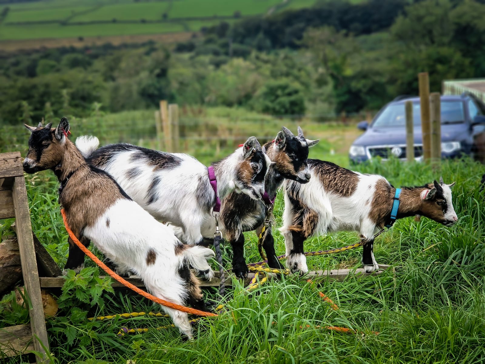 Alpaca Trekking Cornwall – Home of Paws & Purs Cat Cafe and farm ...