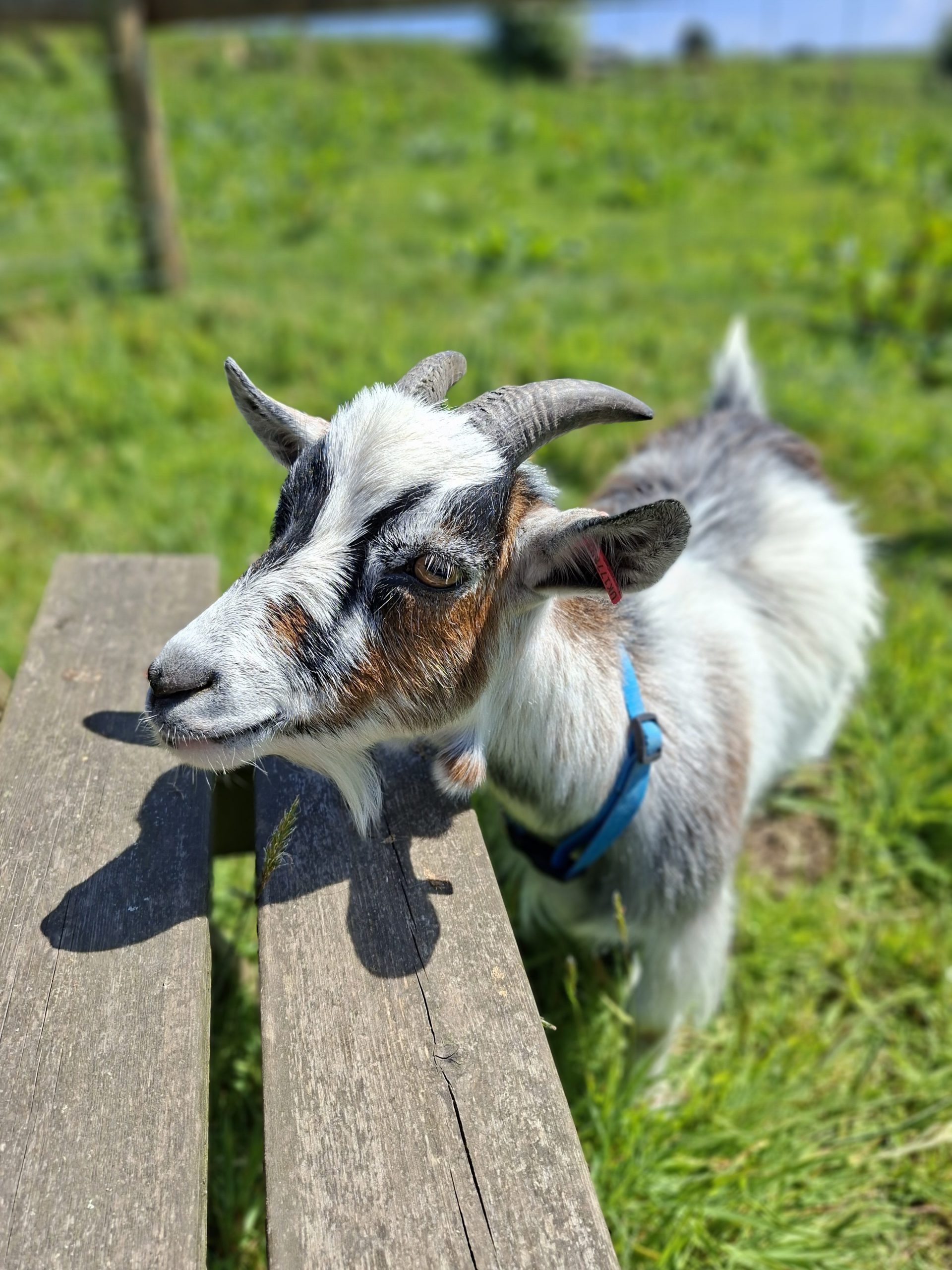 Sponsor Ernie the Pygmy Goat