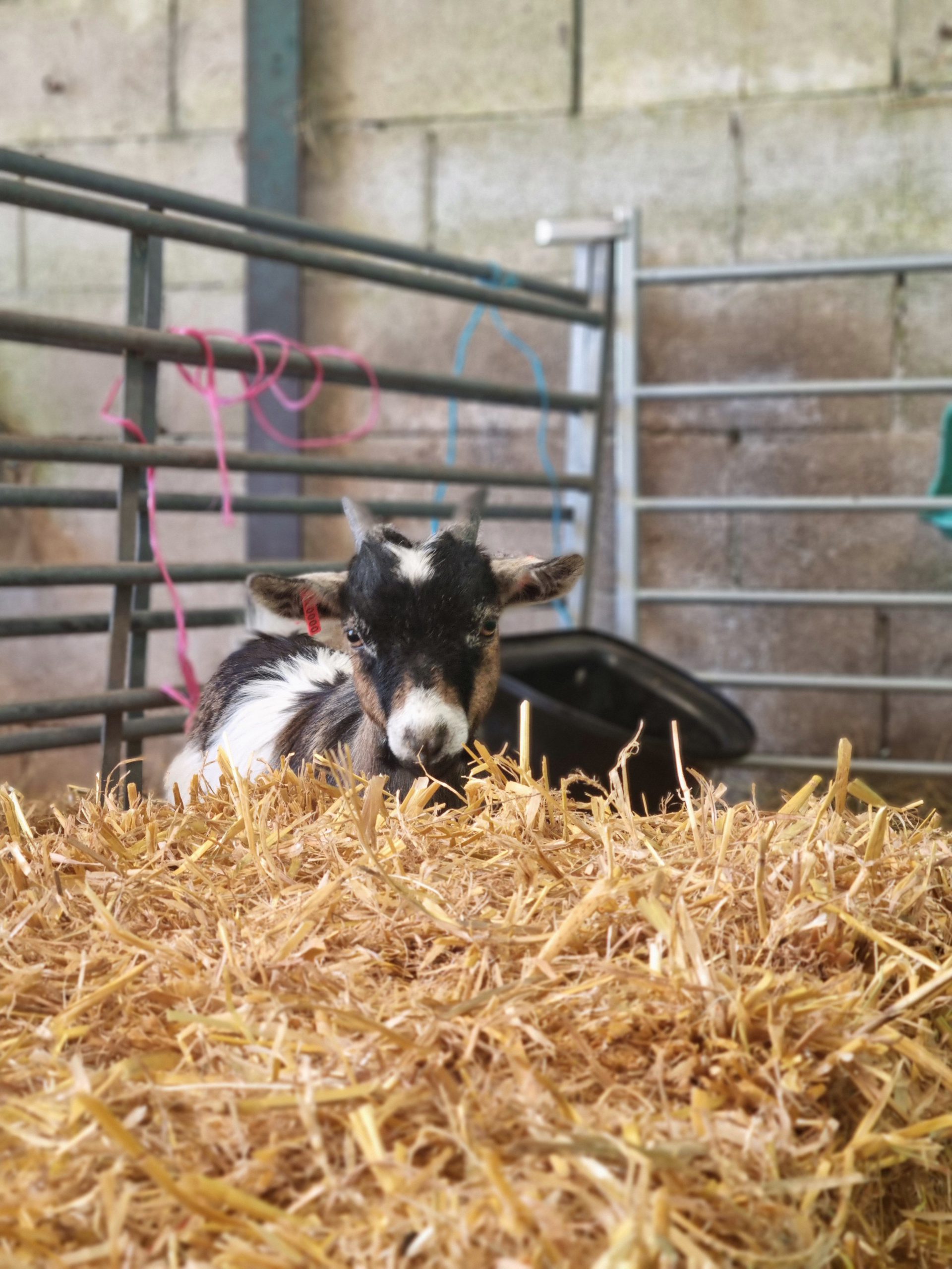 Sponsor Bert the Pygmy Goat