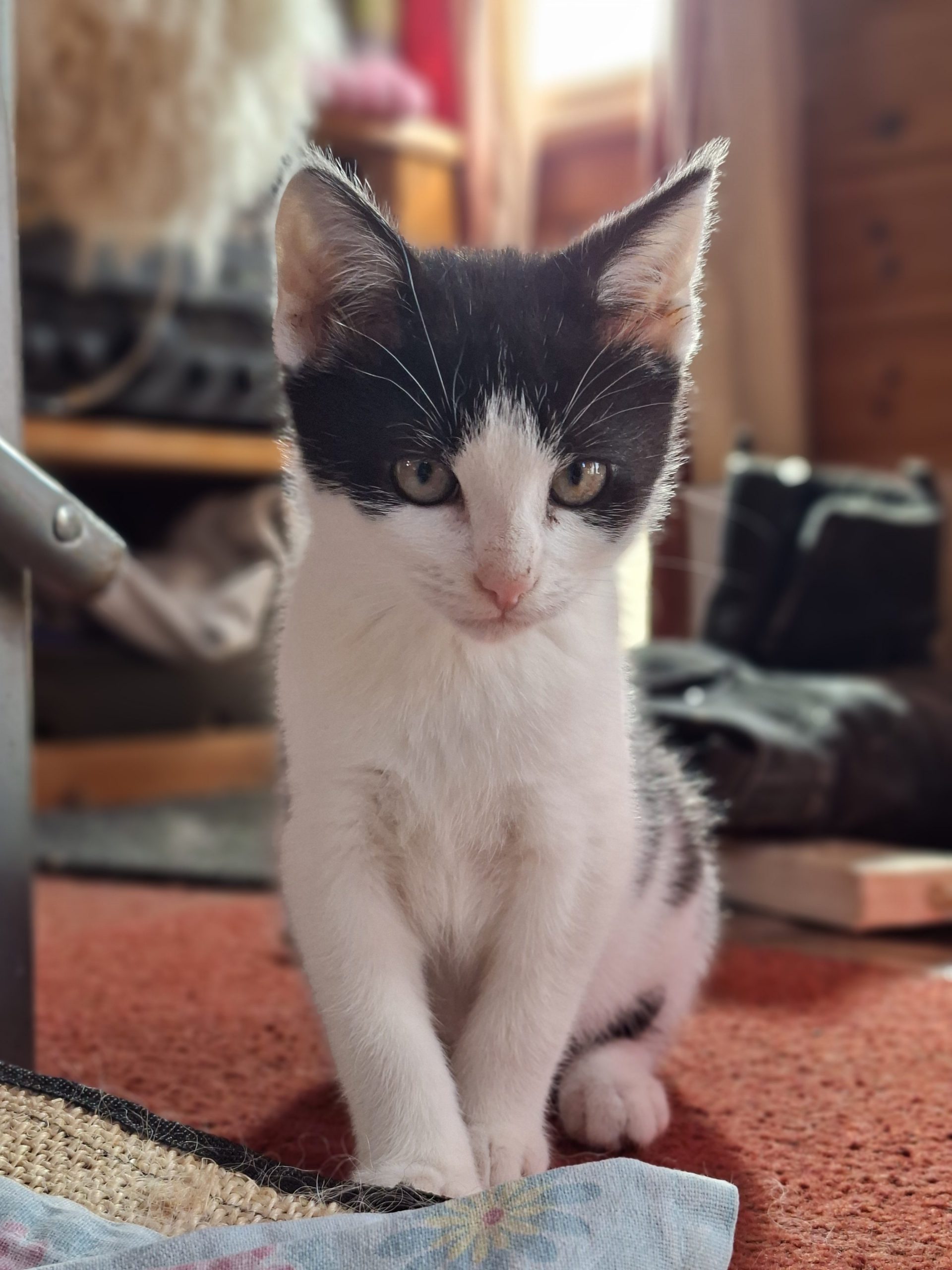 Sponsor Chaos the Kitten