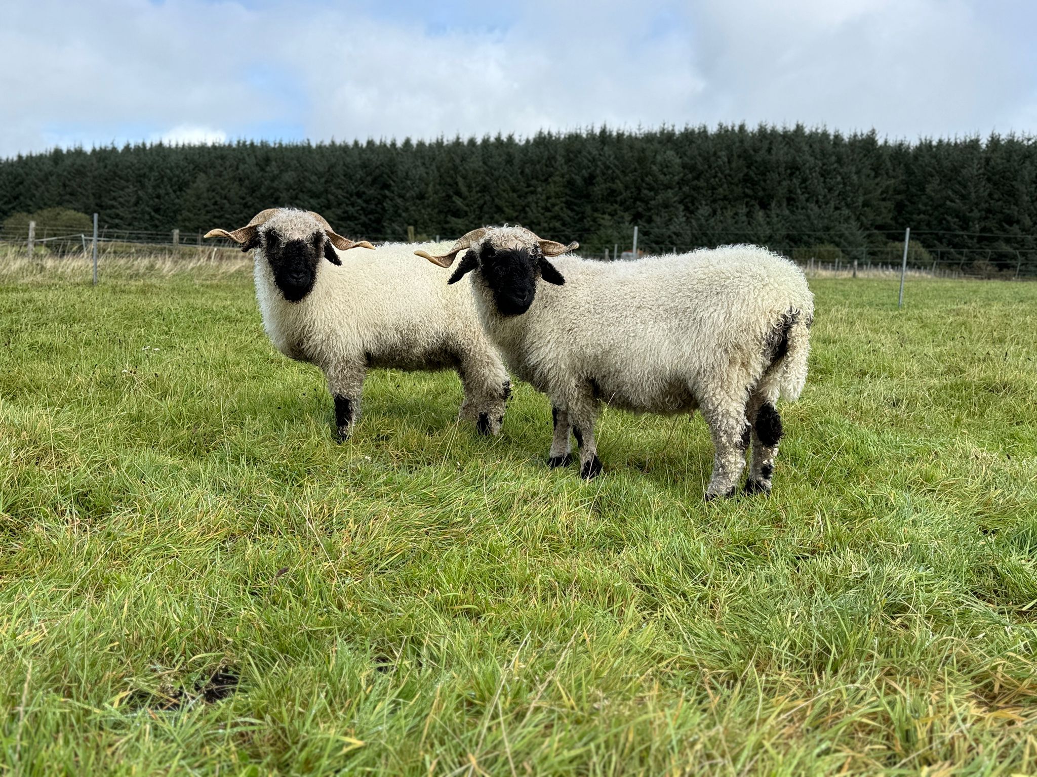 Sponsor The Valais Blacknose Sheep