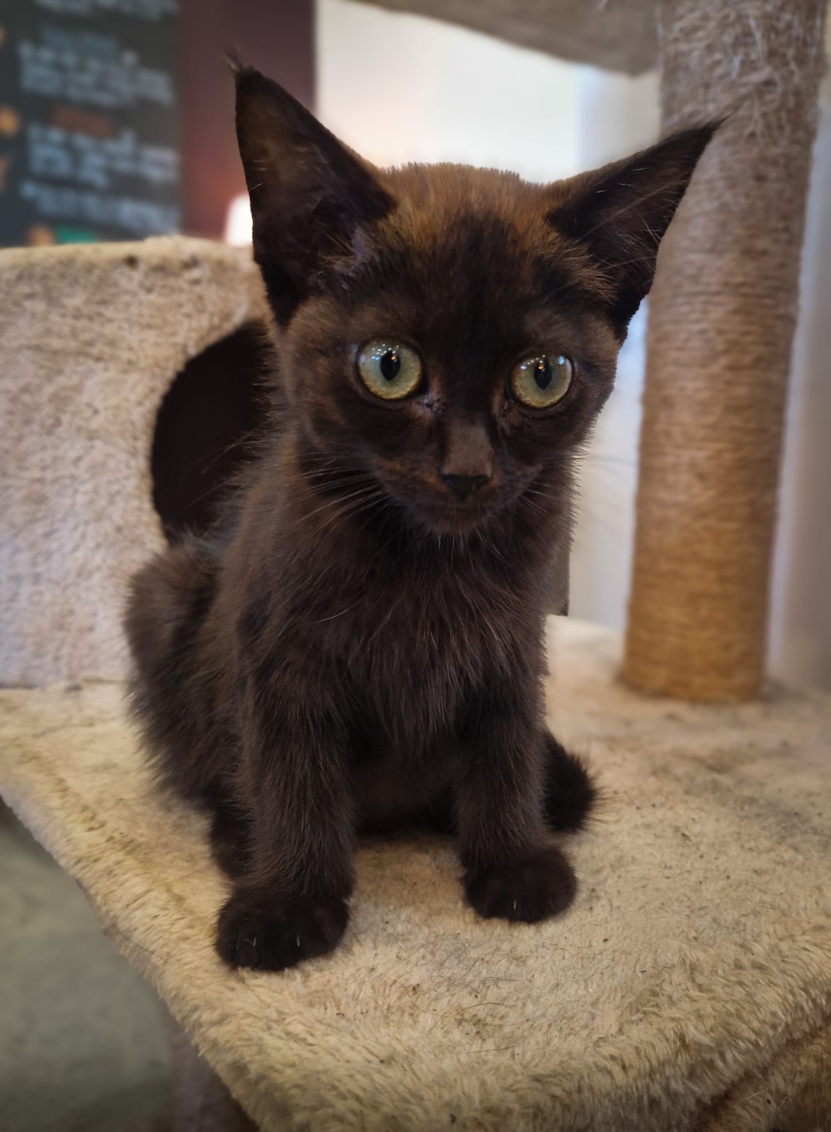 Sponsor Kit the Kitten